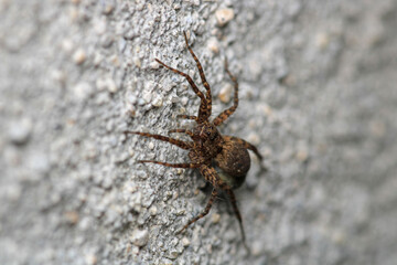 agelena labyrinthica spider macro photo
