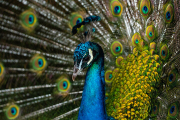 Obraz premium Pfau mit buntem Federkleid