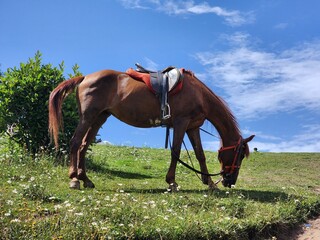 horse and foal