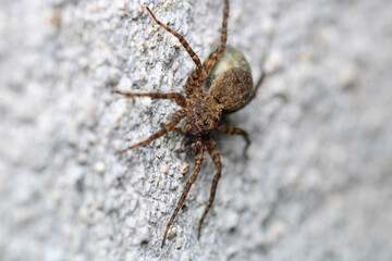 agelena labyrinthica spider macro photo