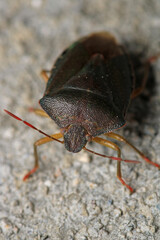 Halyomorpha Halys insect macro photo