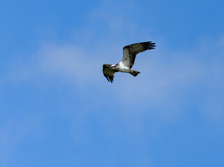 Osprey hovering above a pond in search of fish