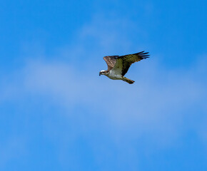 Osprey hovering above a pond in search of fish