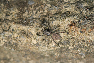 little jumping spider macro photo