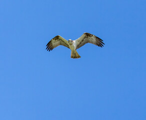 Osprey hovering above a pond in search of fish