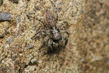 little jumping spider macro photo