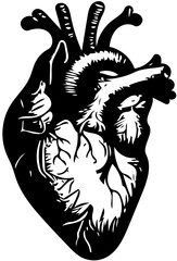 Silhouette of a Human Heart, Medical Illustration, Cardiovascular Health, Anatomy Study, Heart Health Awareness, Cardiology Education, Heart Disease Prevention, Science and Biology Learning, Healthcar