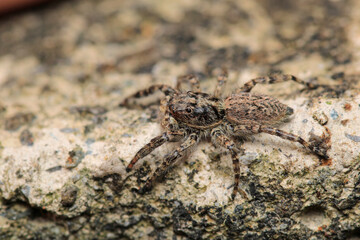 little jumping spider macro photo