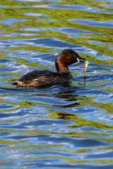 Little Grebe (Tachybaptus ruficollis) in Father Collins Park, Dublin, Ireland