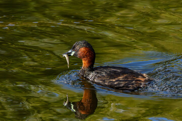Little Grebe (Tachybaptus ruficollis) in Father Collins Park, Dublin, Ireland