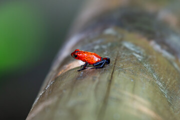 Strawberry Poison-Dart Frog (Oophaga pumilio) in Costa Rica's Rainforests