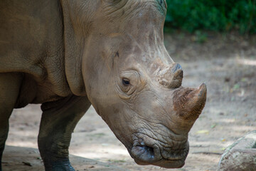 Fototapeta premium Northern White Rhino (Ceratotherium simum cottoni) in Protected Reserves, Kenya