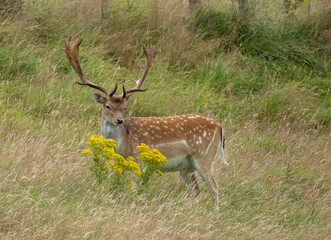 Fallow deer stag grazing in the meadow