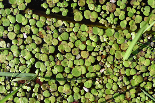 Swamp duckweed and grass. River duckweed and mud. Lemna minor.