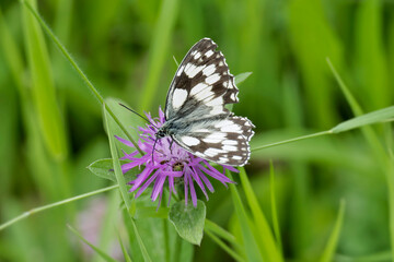 Marbled White (Melanargia galathea) butterfly sitting on a pink scabiosa in Zurich, Switzerland