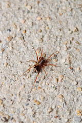 xysticus kochi spider macro photo