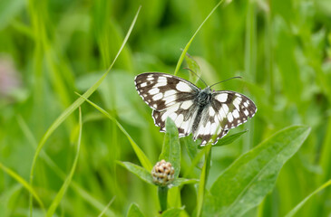 Marbled White (Melanargia galathea) butterfly sitting on a pink scabiosa in Zurich, Switzerland