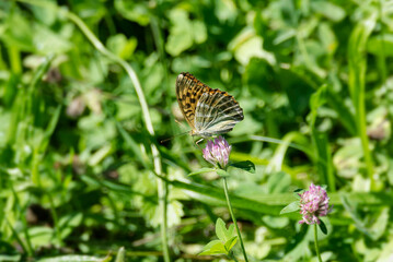 Silver-washed Fritillary butterfly (Argynnis paphia) sitting on pink flower in Zurich, Switzerland