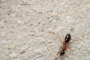 formica fusca ant insect macro photo