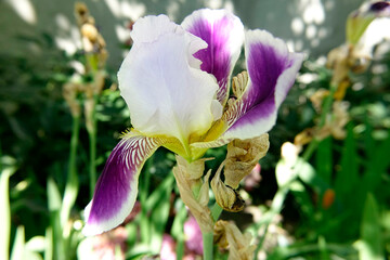 Beautiful Iris Flower Blooming in a Garden Under Soft Sunlight