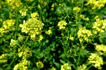 Bright Yellow Flowers Bloom on a Garden Plant in Spring