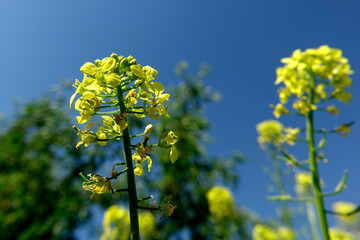 Bright Yellow Flowers Bloom on Garden Plants Under a Clear Blue Sky During Springtime