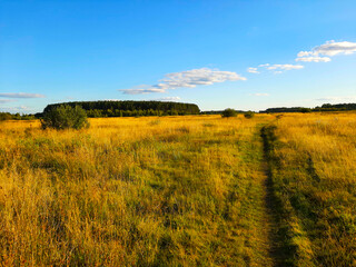 Fototapeta premium Path Through a Field of Dry Grass Leading to a Distant Forest Under a Clear Blue Sky