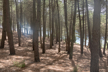 bosque pinos marron troncos seco 