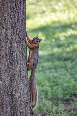 Squirrel caught climbing a tree in summer