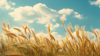 Golden Wheat Stalks Swaying in a Summer Breeze Against a Blue Sky