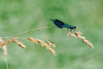 Macro photo of a meadow stream damselfly insect