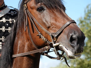 Fototapeta premium A system of leather straps around the horse's muzzle and mouth to keep the cavalry rider on top. Close-up of the horse's muzzle with foam at the mouth. An officer on horseback.