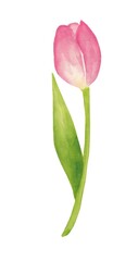 Pink tulip. Watercolor illustration, poster.
