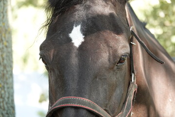 A brown horse with a white spot in the middle of the head (muzzle). A close-up of a horse's muzzle....