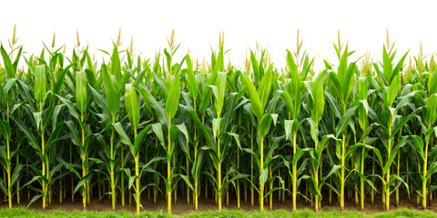 Healthy green cornfield with tall stalks in agricultural setting isolated on transparent background