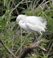 Snowy Egret outdoors in the wild