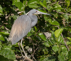 Heron in a tree