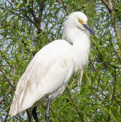 Snowy Egret outdoors in the wild