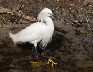 Snowy Egret outdoors in the wild