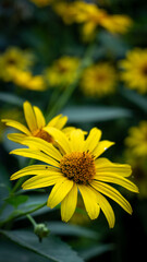 yellow flower in the garden