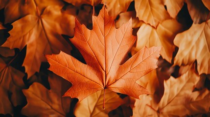 A vibrant orange maple leaf stands out among a sea of autumn leaves, capturing the essence of fall's beauty and warmth.