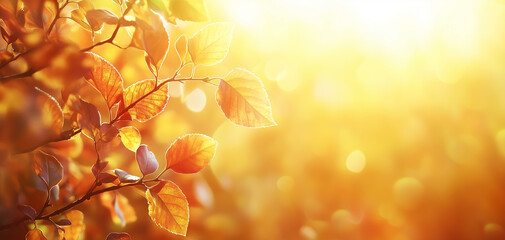 Obraz premium autumn leaves background