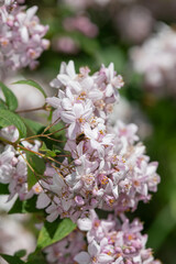 Close up of Deutzia x hybrida Mont Rose flowers in bloom