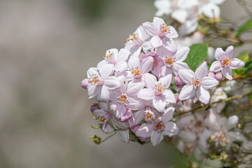 Close up of Deutzia x hybrida Mont Rose flowers in bloom