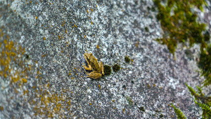 Brown Frog Camouflaged on a Mossy Rock