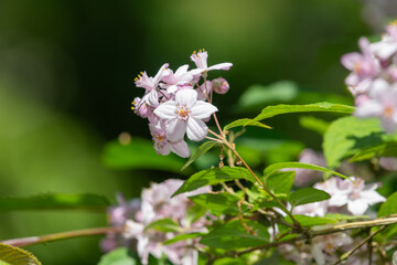 Obraz premium Close up of Deutzia x hybrida Mont Rose flowers in bloom