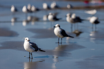 Group of seagulls sunbathing on a beach in Cartagena, Colombia