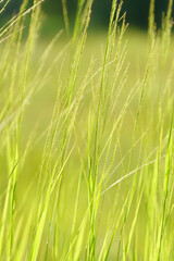 A background image with soft shades of green and yellow meadow grass on a warm summer day