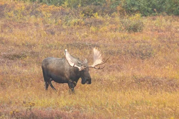Alaska Yukon Bull Moose in Denali National Park Alaska in Autumn