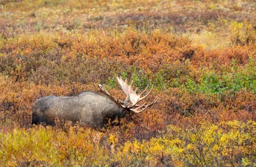 Alaska Yukon Bull Moose in Denali National Park Alaska in Autumn